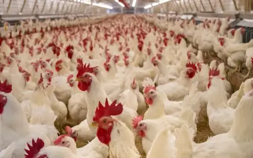 құс фабрикасы