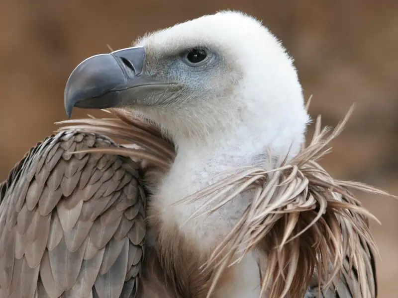 белоголвый сип