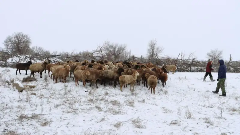 қой, мал, төрт-түлік