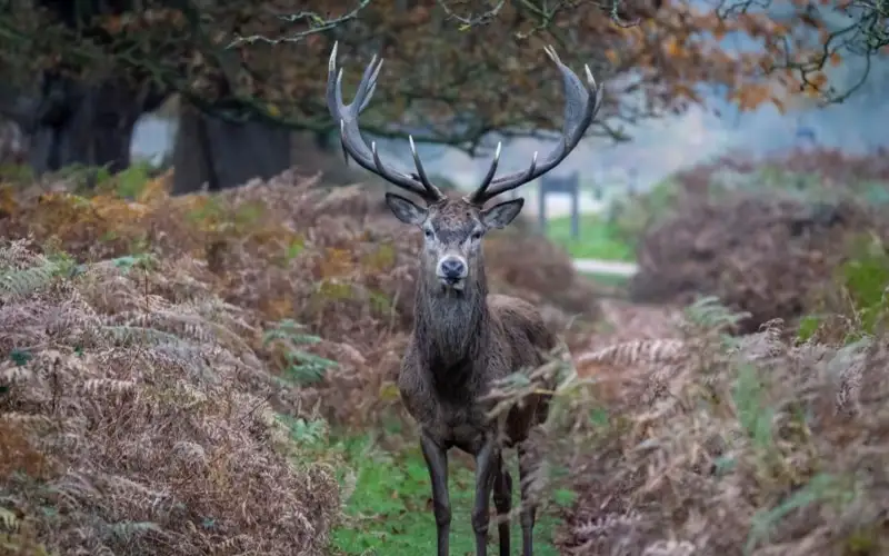 reindeer