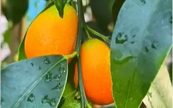 Алматыдағы ботаникалық бақта бірқатар аурудың алдын алуға көмектесетін жеміс өседі