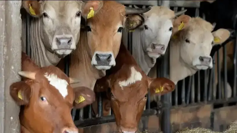 Қирғизистонда чорва молларини экспорт қилишга вақтинчалик тақиқ жорий этилди