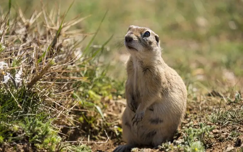 АҚШ-тағы Суыр күні: Фил көктемнің кеш келетінін болжады 
