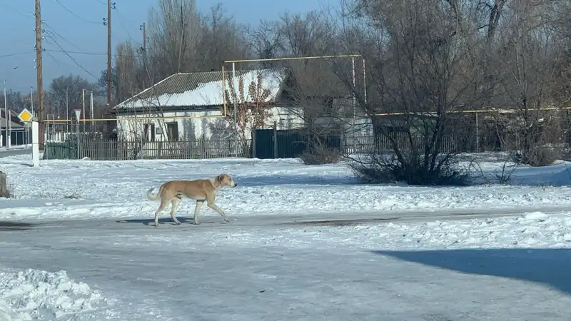Jetisý oblysynda ıtter mal men úı qustaryna shaýyp jatyr 