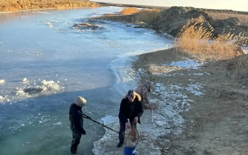 В озере Ордабай в Атырауской области массово гибнут мальки карася