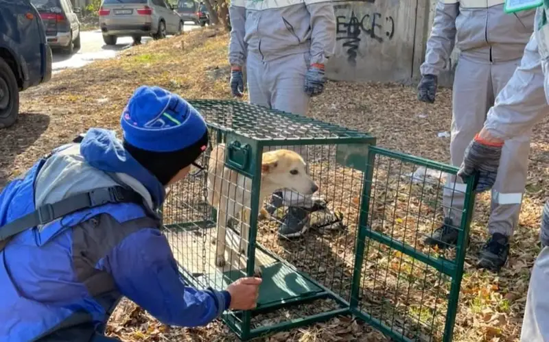 Более полумиллиарда тенге выделили на отлов бездомных животных в Алматы