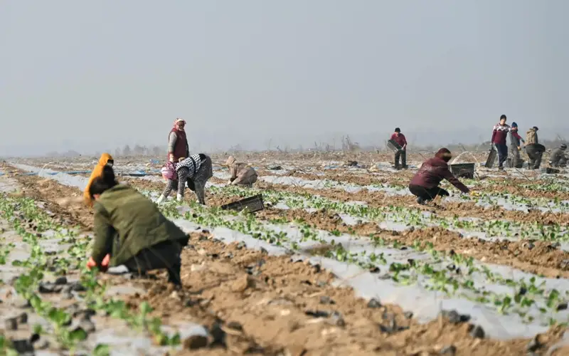 Фермеры Туркестанской области начали сажать картофель и капусту зимой