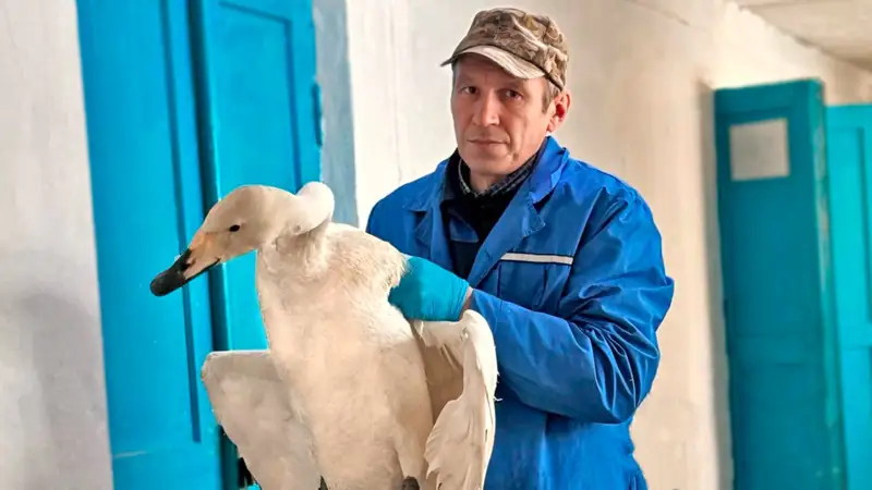 Как зимуют спасенные птицы в Акмолинской области