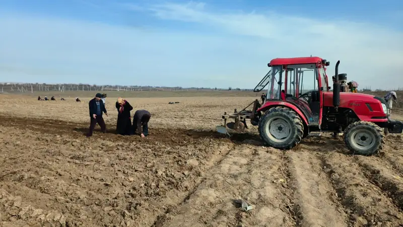 Túrkistan oblysynyń sharýalary qysta kartop pen qyryqqabat egip jatyr