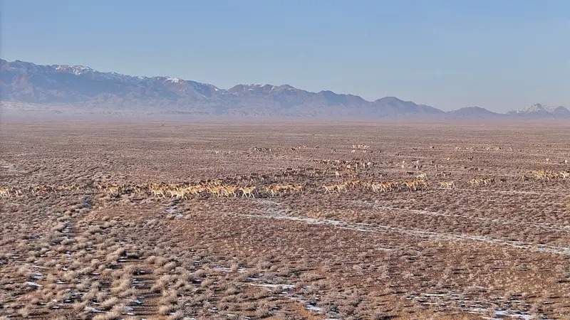 5.5 thousand gazelles and 3.6 thousand kulans counted in Altyn-Emel National Park