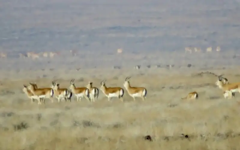 5.5 thousand gazelles and 3.6 thousand kulans counted in Altyn-Emel National Park