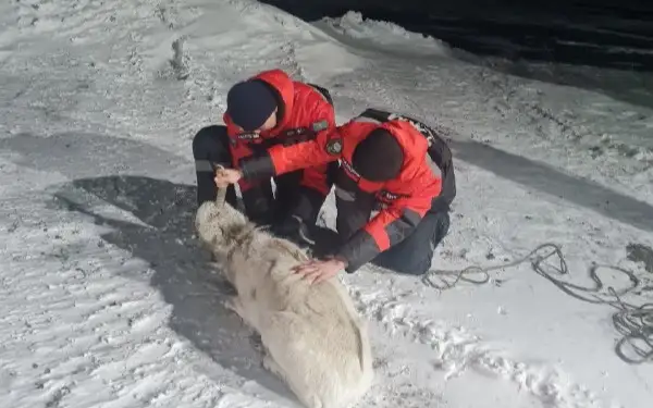 Қарағанды облысында қар құрсауында қалған киік құтқарылды