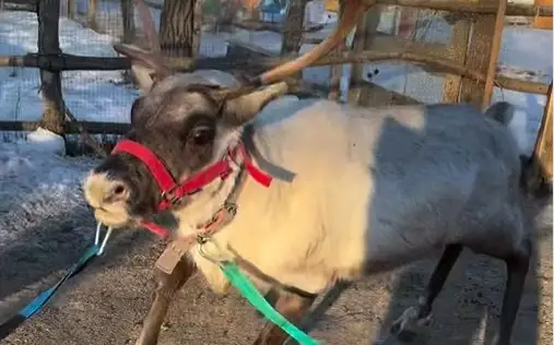 Оралда фермадан қашып кеткен бұғы табылды