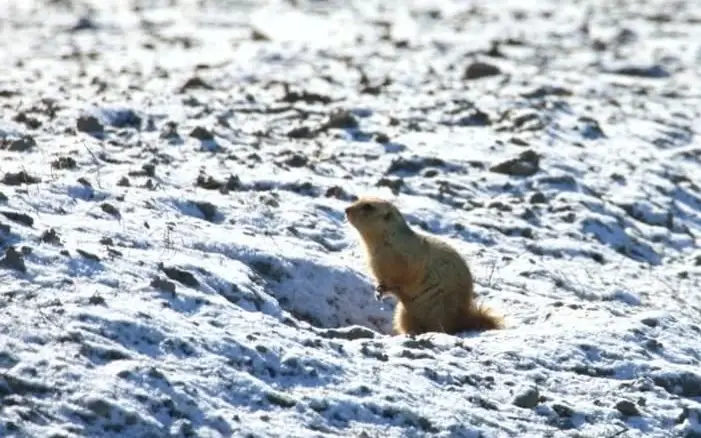 Подснежники и суслики: первые признаки весны на юге Казахстана