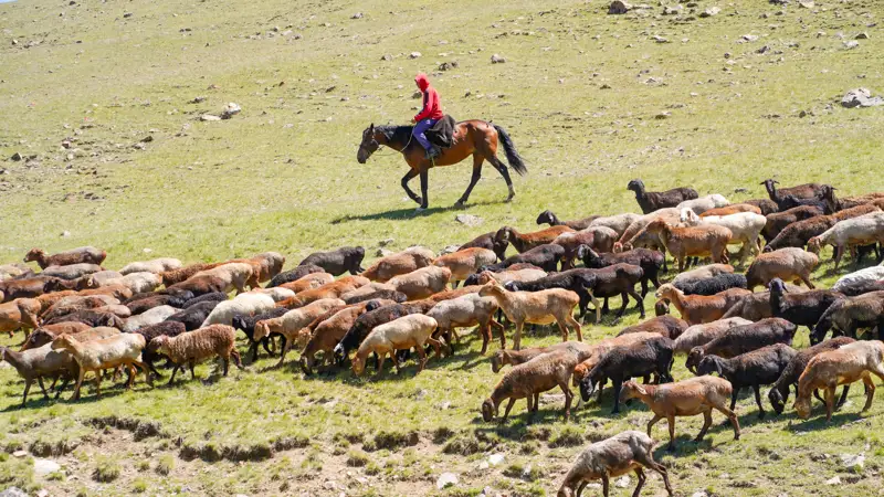 Жылқы еті мен қой етіне қанша субсидия төленеді