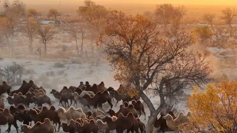 Zauresh Yergaliyeva and her camels