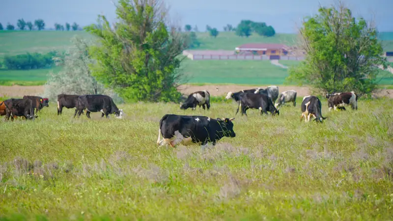 Айдарбек Сапаров: Мал шаруашылығына субсидия беруді тоқтатын шығармыз 
