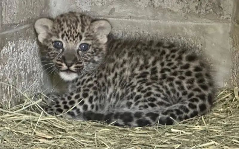 Arabian leopard