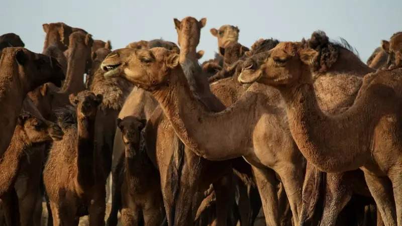 Zauresh Yergaliyeva and her camels