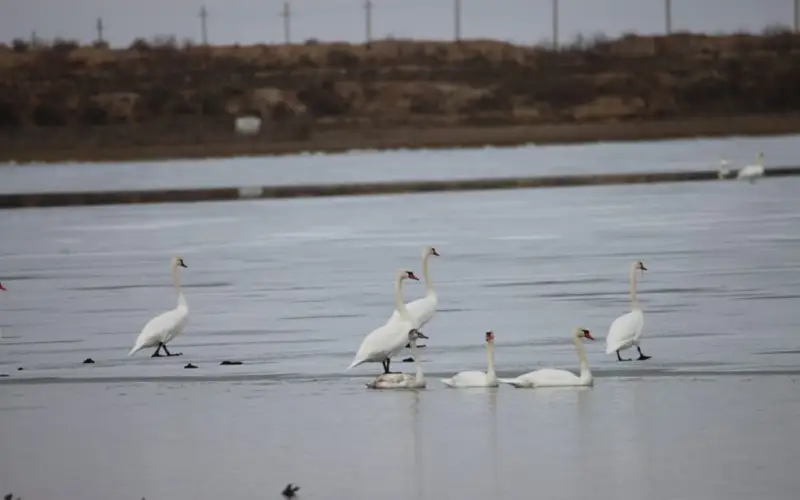 Зимующие лебеди: Туркестан встречает весну с символом красоты