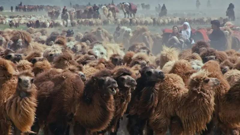 Zauresh Yergaliyeva and her camels