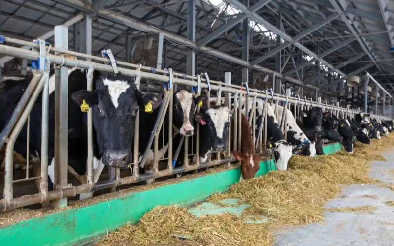 скот животные коровы