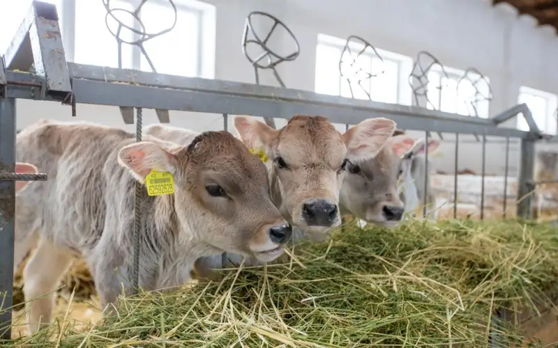 скот животные