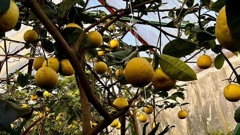lımon