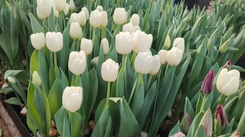 Тюльпаны зацвели в Балхаше