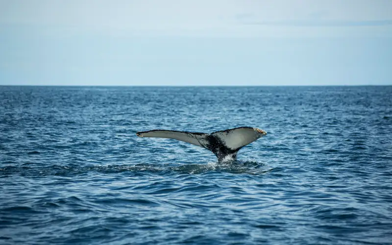 Горбатый кит проглотил и выплюнул каякера в Чили