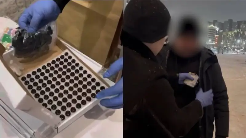 Elordada esirtki taratýshydan asa iri kólemde gashısh maıy tárkilendi