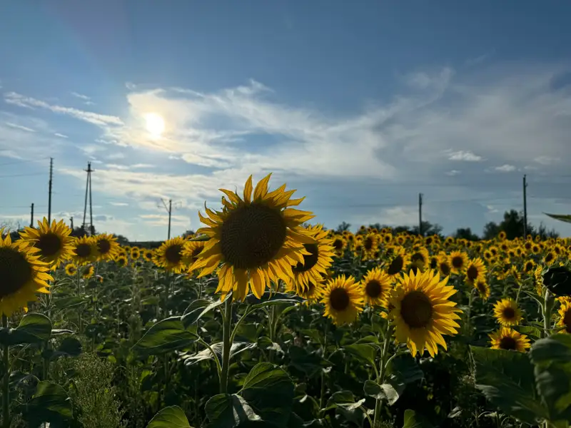 подсолнухи масличные