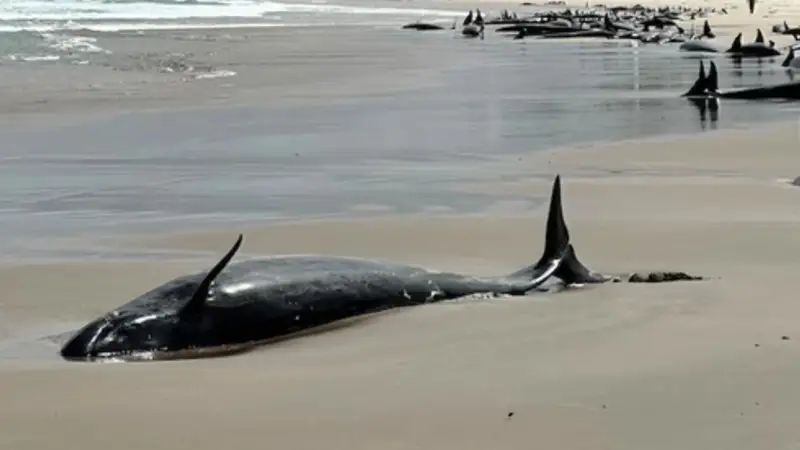 Более 150 косаток выбросились на берег в Австралии
