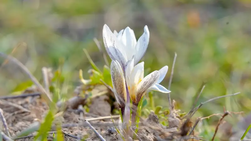 В Шымкенте расцвели первые подснежники