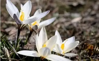 Шымкентте бәйшешек гүлдеді