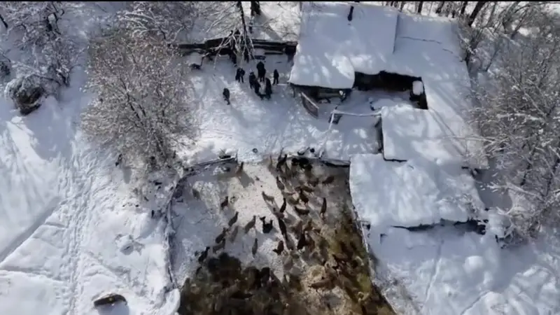 Подозреваемых в распространении наркотиков и экстремистских материалов задержали в Жетысу