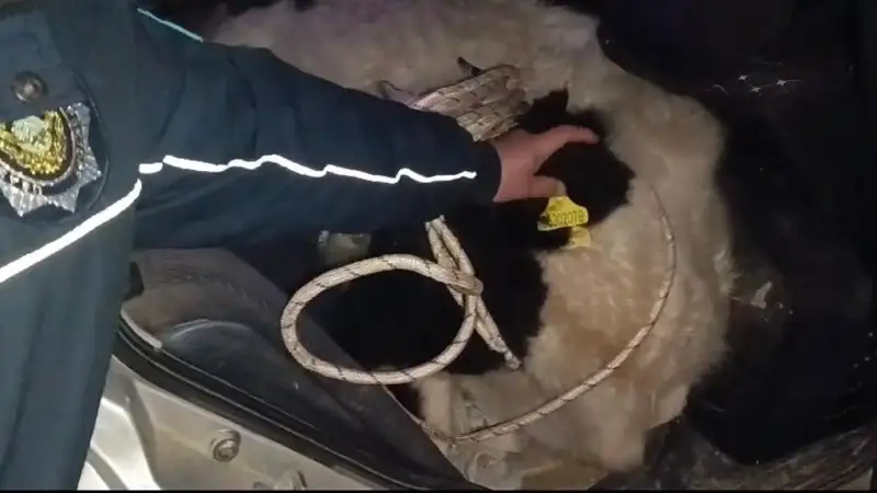 жеңіл көлікке сиырды салып алған 