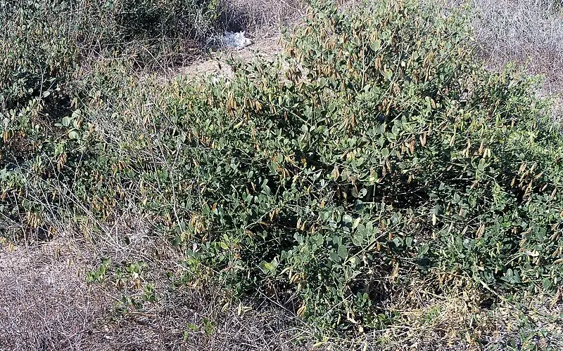 емдік қасиеті