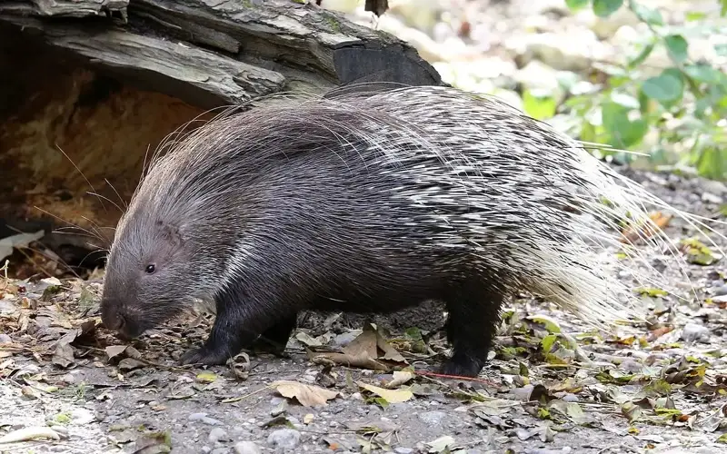 Indian porcupine spotted in Aksai Gorge