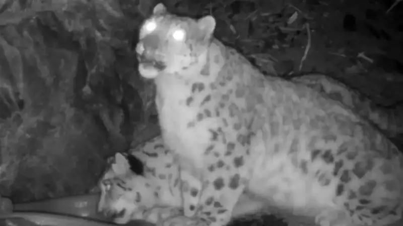 Endangered snow leopard caught on trap camera again