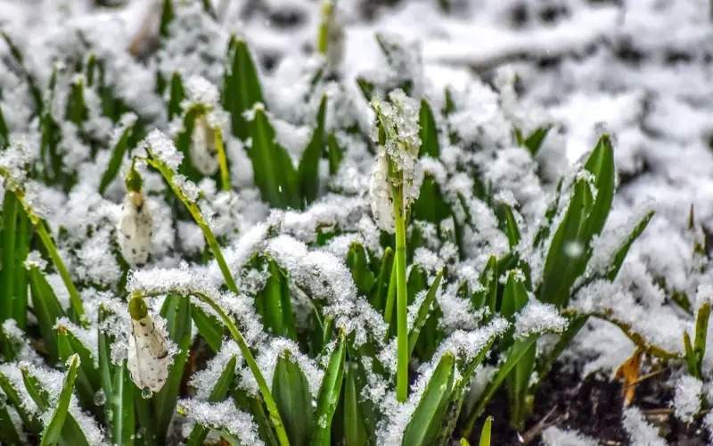 Almaty welcomes spring with blooming snowdrops