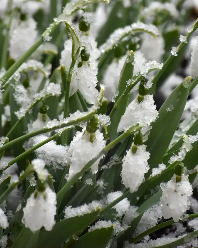 Алматыда бәйшешек гүлдеді