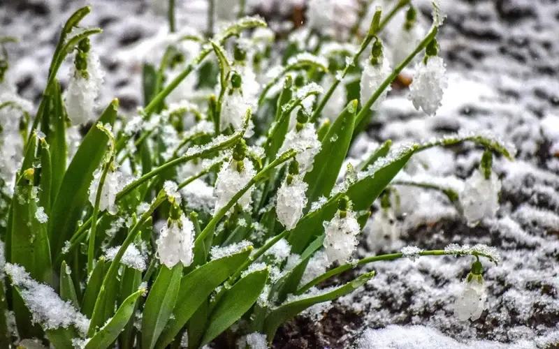 Almaty welcomes spring with blooming snowdrops