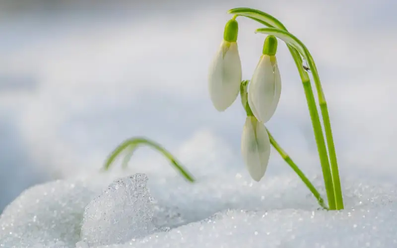 подснежники