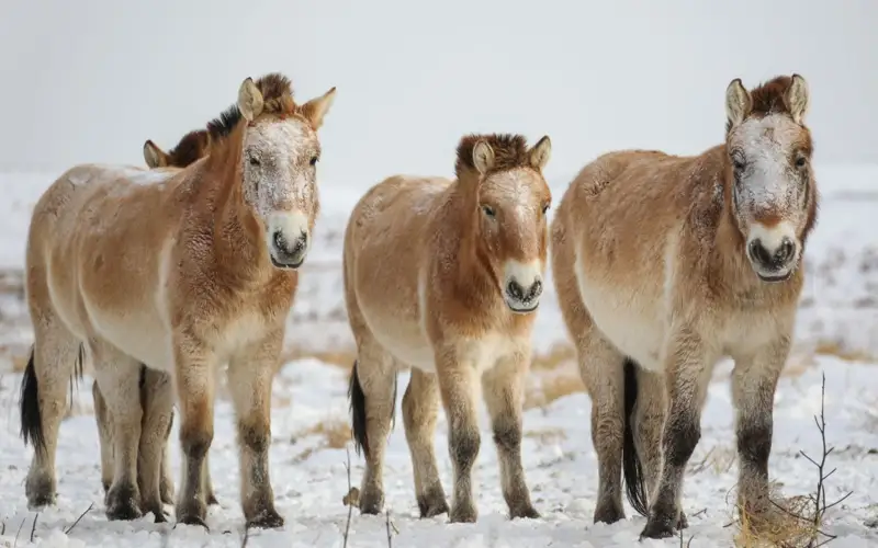Қытай керқұланды Хэланьшань қапталына қайта жерсіндірмек