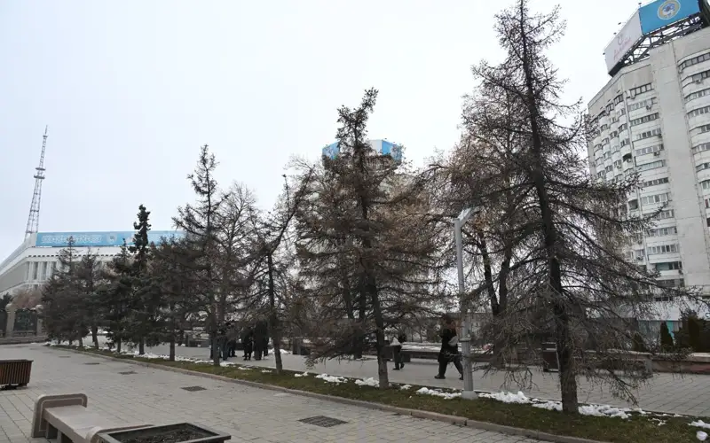 Вместо аварийных деревьев в Алматы появятся крупные саженцы