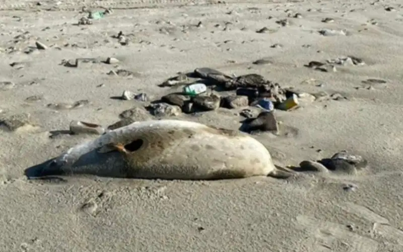 За последнее столетие численность каспийских тюленей сократилась на 90%