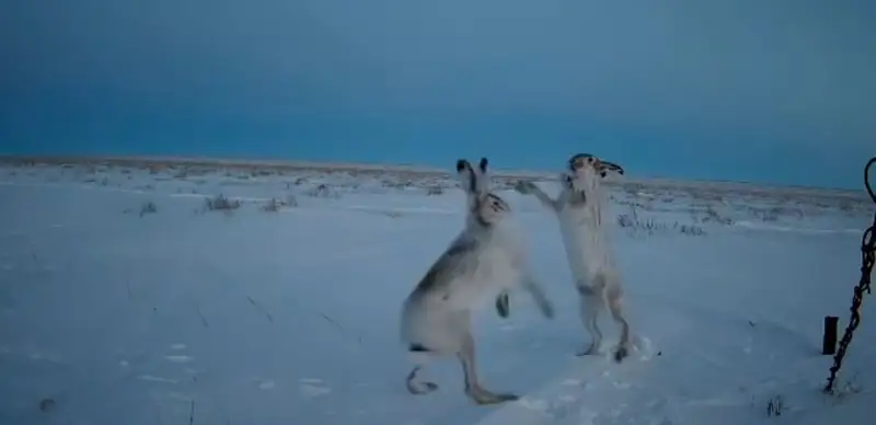 Драка зайцев попала в фотоловушку в Костанайской области