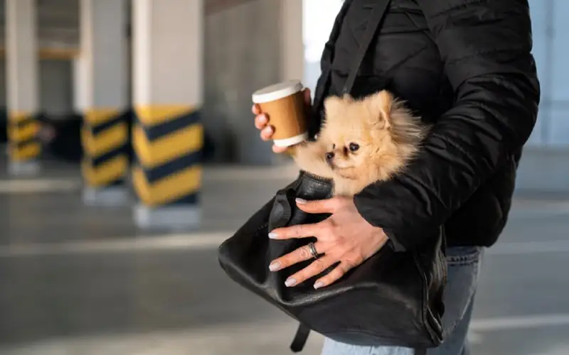 перевозка питомцев 