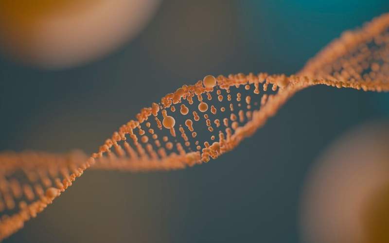 Scientists discover protein that could reverse cellular aging Science